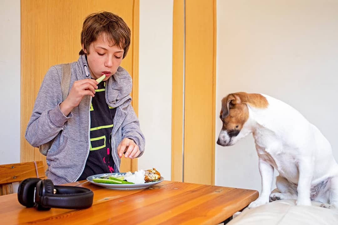 A teenage boy eats in a hurry before going to school while standing in front of his dog.